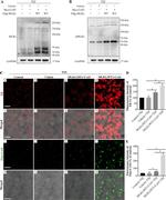 MLKL Antibody in Western Blot (WB)