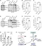 GCC2 Antibody in Western Blot (WB)