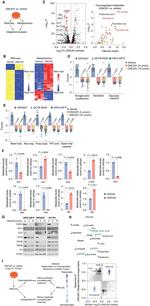 PDHB Antibody in Western Blot (WB)