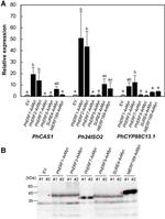 Myc Tag Antibody in Western Blot (WB)