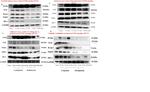 FN3K Antibody in Western Blot (WB)