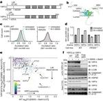 YIPF3 Antibody in Western Blot (WB)