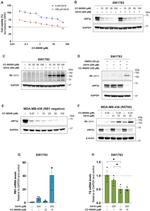 GSPT1 Antibody in Western Blot (WB)