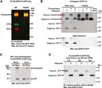 GPR114 Antibody in Western Blot (WB)
