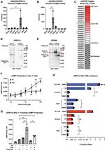 GPR114 Antibody in Western Blot (WB)