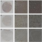 Ephrin A3 Antibody in Immunohistochemistry (IHC)