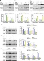 beta-2 Adrenergic Receptor Antibody in Western Blot (WB)