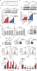 ACSL4 Antibody in Western Blot (WB)