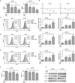 ACSL4 Antibody in Western Blot (WB)
