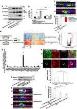 MMP21 Polyclonal Antibody