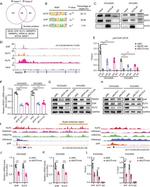 EHF Antibody in Western Blot, Immunoprecipitation (WB, IP)