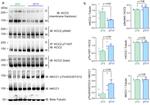 Phospho-KCC2 (Ser940) Antibody in Western Blot (WB)
