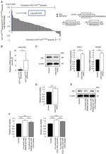 Apelin Receptor Antibody in Western Blot (WB)