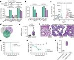 SARS/SARS-CoV-2 Nucleocapsid Antibody in Functional Assay (Functional)