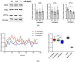 CPT1A Antibody in Western Blot (WB)