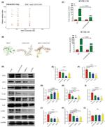 BNC1 Antibody in Western Blot (WB)