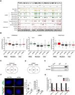 SETDB1 Antibody in Western Blot (WB)