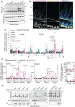 GAPDH Antibody in Western Blot (WB)
