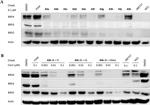 BRD3 Antibody in Western Blot (WB)