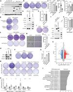 AGMAT Antibody in Western Blot (WB)