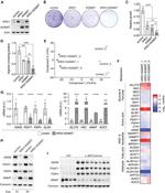 AGMAT Antibody in Western Blot (WB)