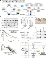 AGMAT Antibody in Western Blot (WB)