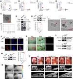 Ephrin A2 Antibody in Western Blot (WB)