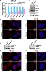 FANCI Antibody in Western Blot (WB)