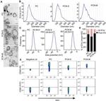 CD81 Monoclonal Antibody (M38), FITC