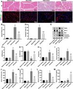 iNOS Antibody in Western Blot (WB)