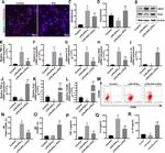 iNOS Antibody in Western Blot (WB)