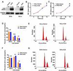 APOBEC3A Antibody in Western Blot (WB)