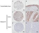 CPXM1 Antibody in Immunohistochemistry (IHC)