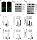 NGAL Antibody in Western Blot (WB)