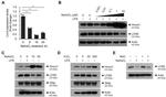 NGAL Antibody in Western Blot (WB)