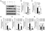 NGAL Antibody in Western Blot (WB)