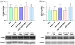 Cyclin B1 Antibody in Western Blot (WB)