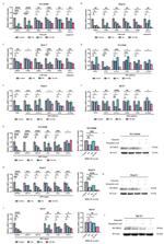UBE2C Antibody in Western Blot (WB)