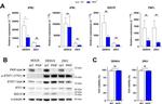 IFIT1 Antibody in Western Blot (WB)