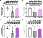 Synaptophysin Antibody in Western Blot (WB)