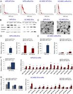 Syntenin 1 Antibody in Western Blot (WB)