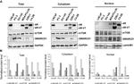 SMARCD1 Antibody in Western Blot (WB)