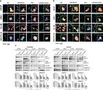 SMARCD1 Antibody in Western Blot (WB)