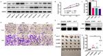 PSMB9 Antibody in Western Blot (WB)