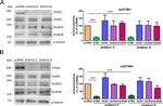 NMDAR1 Antibody in Western Blot (WB)