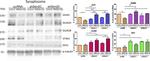 NMDAR1 Antibody in Western Blot (WB)