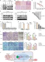 FEN1 Antibody in Western Blot (WB)