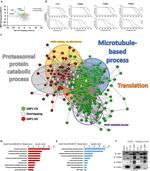 PSMB6 Antibody in Western Blot (WB)