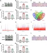 HuR Antibody in Western Blot (WB)