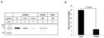 ASM Antibody in Western Blot (WB)
